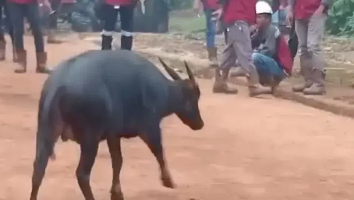 Heboh kemunculan Anoa di kawasan pertambangan di Konawe.