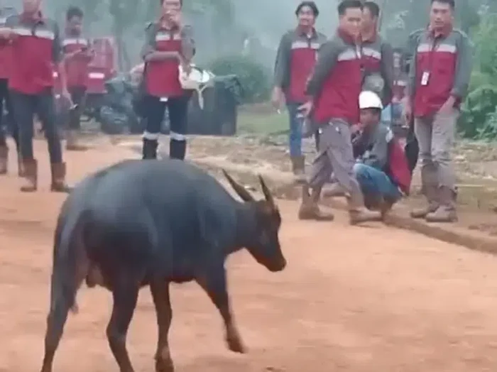 Heboh kemunculan Anoa di kawasan pertambangan di Konawe.
