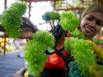 Limbah Plastik Disulap Jadi Tanaman Hias Cantik