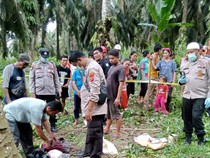 Pencari Brondolan Ditemukan Tewas di Kebun Sawit Rohul, Keluarga Minta Autopsi