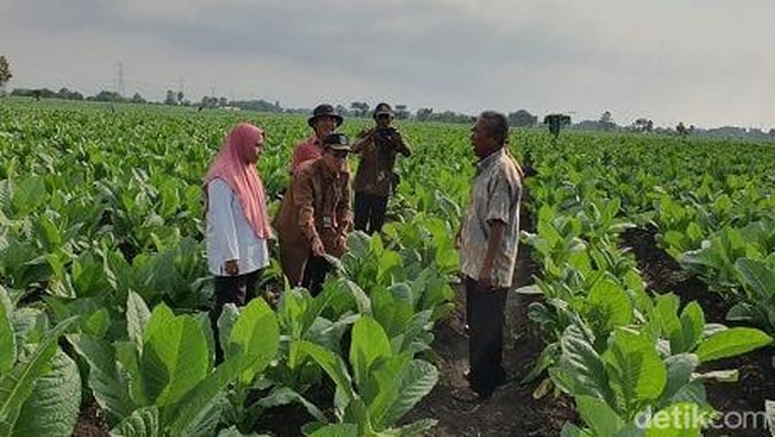 Pegawai Diperta Probolinggo mengecek tanaman tembakau yang terserang penyakit Ker Ker.