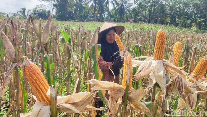 Petani Ciamis.