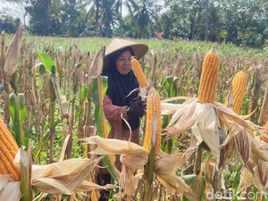 Kegalauan Petani Ciamis di Tengah Cuaca yang Tak Menentu