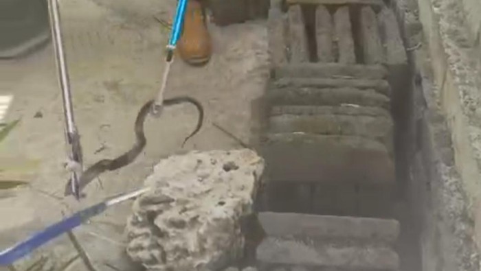 Seekor ular kobra berukuran kurang dari satu meter di rumah Tutik (55) warga Wonosari, saat dievakuasi oleh petugas Damkar Gunungkidul siang ini.