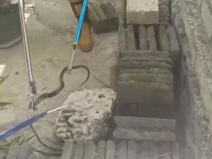 Ngeri! Ular Kobra Ngumpet di Rumah Tutik Siap Semburkan Bisa Usai Dipukul