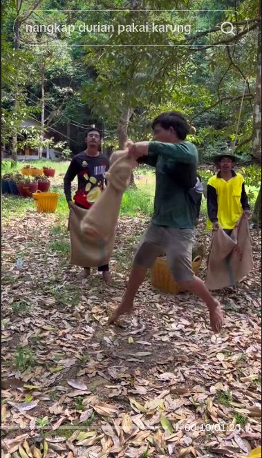 Wow! Cara Panen Durian Pakai Karung Ini Ditonton 40 Juta Kali