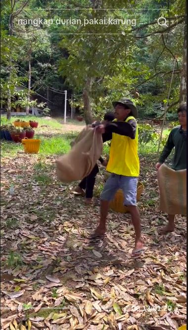Wow! Cara Panen Durian Pakai Karung Ini Ditonton 40 Juta Kali
