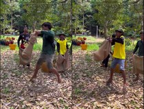 Wow! Cara Panen Durian Pakai Karung Ini Ditonton 40 Juta Kali