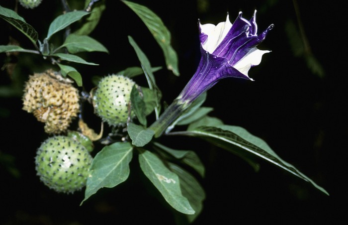 Datura metel a common flower of the Himalayas, shot in Gorumara National Park, West Bengal, India.