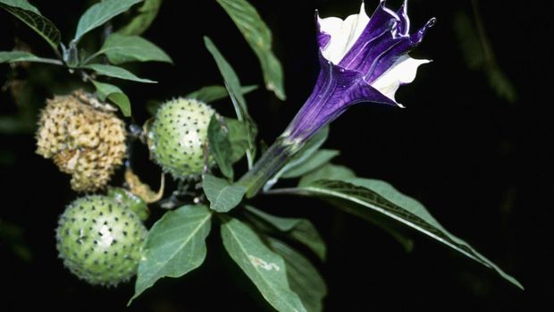 Datura metel a common flower of the Himalayas, shot in Gorumara National Park, West Bengal, India.
