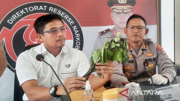 Dirres Narkoba Polda Kalsel Kombes Kelana Jaya menunjukkan buah kecubung yang kini viral dikabarkan dikonsumsi untuk efek mabuk. (ANTARA/Firman)