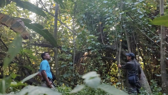 Polisi Hutan BKSDA Jatim mencari keberadaan monyet