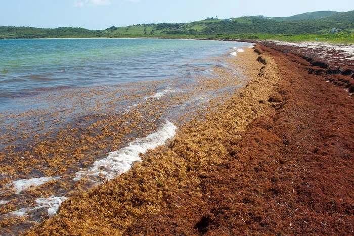 Sargasso, satu-satunya laut di Bumi yang tidak menyentuh daratan.