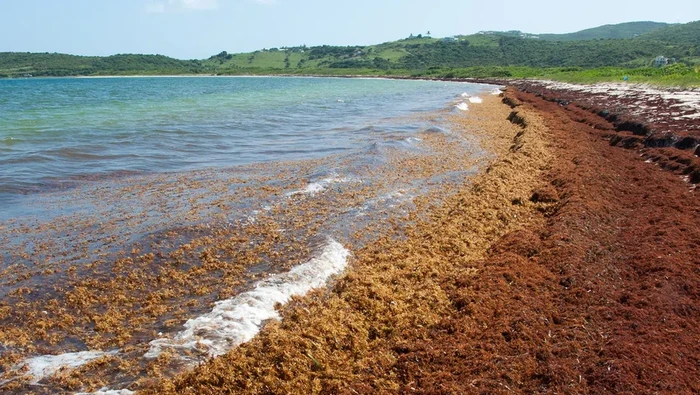 Sargasso, satu-satunya laut di Bumi yang tidak menyentuh daratan.