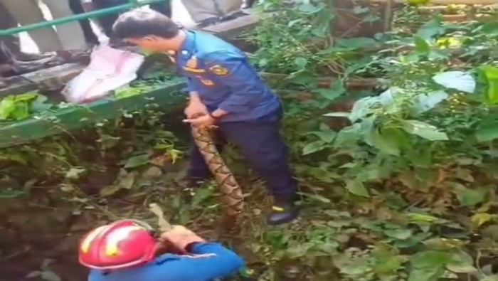 Ular Piton Raksasa Bungkus Pohon, Warga Bogor Ketakutan dan Minta Bantuan Damkar