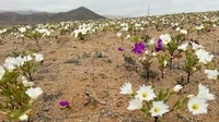 Gurun Atacama dikenal sebagai Disierto Florido (gurun berbunga) karena setiap beberapa tahun sekali gurun ini diselimuti oleh bunga-bunga, ketika curah hujan dan temperatur yang tepat lalu membangunkan benih gurun yang tidak aktif, yang biasanya terjadi pada musim semi.