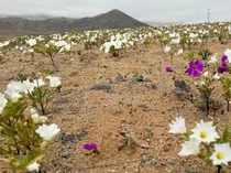 Rupa Gurun Paling Kering di Dunia Bermekaran Bunganya