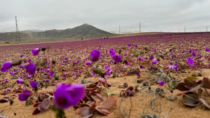 Gurun Atacama Gurun Atacama