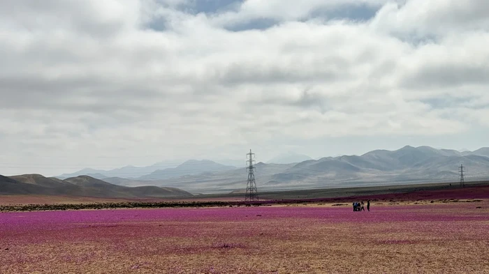 Gurun Atacama