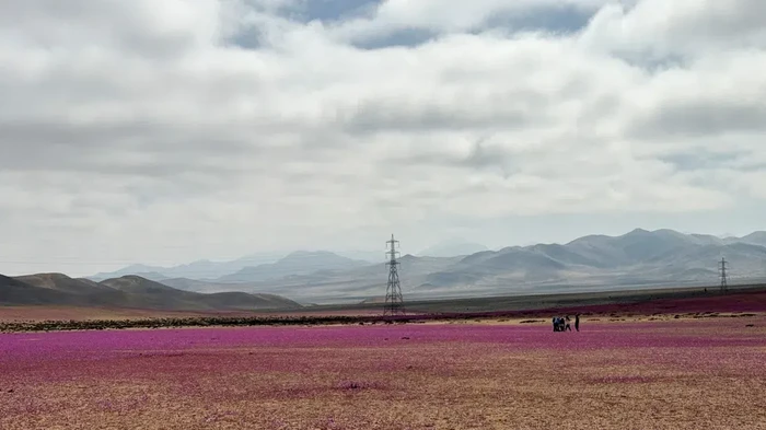Gurun Atacama