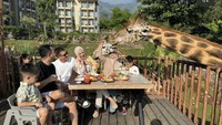 Pengalaman sarapan pagi ditemani jerapah ini jadi momen seru dan tak terlupakan bagi Citra serta keluarganya. Foto: Instagram @citraciki
