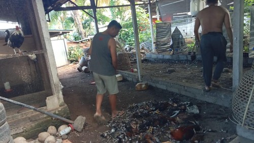 Lokasi kandang ternak warga yang dimasuki anjing liar pada Sabtu (13/7/2024). (foto : istimewa).