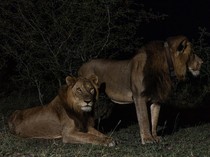 Kisah Singa Bersaudara Selamat saat Menyeberangi Terusan Penuh Buaya & Kuda Nil
