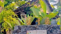Plang nama di Omah Minggir.