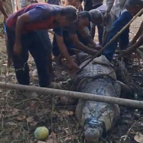 Warga di Desa Tudde, Kecamatan Pantar Tengah, Kabupaten Alor, NTT, saat menangkap buaya muara yang muncul di Pantai Puntaru. (Foto: Dok. BBKSDA NTT)