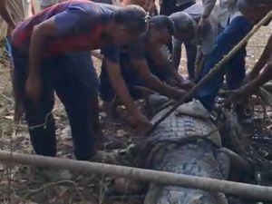 Geger Buaya Jantan 3,6 Meter Ditangkap Warga di Pantai Alor