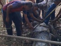Geger Buaya Jantan 3,6 Meter Ditangkap Warga di Pantai Alor