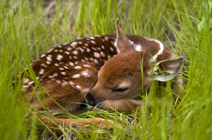 Bayi rusa