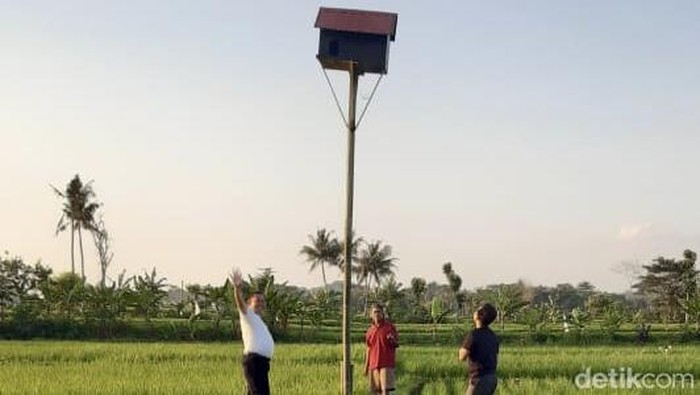 Burung Hantu digunakan basmi hama tikus di Kuningan
