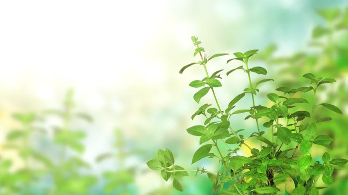 Branches of Lemon basil (Hoary basil, Ocimum africanum, Thai lemon basil). Horizontal banner with beautiful green Lao basil leaves on blurred sunny background. Copy space for text. Mock up template