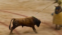 Kegiatan adu banteng mengobarkan debat memanas antara sayap kanan yang mempertahankan tradisi itu dan kelompok kiri yang mengutuk kegiatan tersebut karena dinilai kekejaman terhadap hewan.