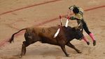 Kemeriahan Adu Banteng di Negeri Matador
