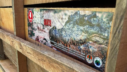 Kotak kayu penampungan buaya asal NTT untuk dikirim ke Sumatera Selatan, Senin (15/7/2024). (Dok. BBKSDA NTT)
