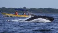 Wisatawan akan diajak mengamati kawanan paus bungkuk dengan speedboat.  