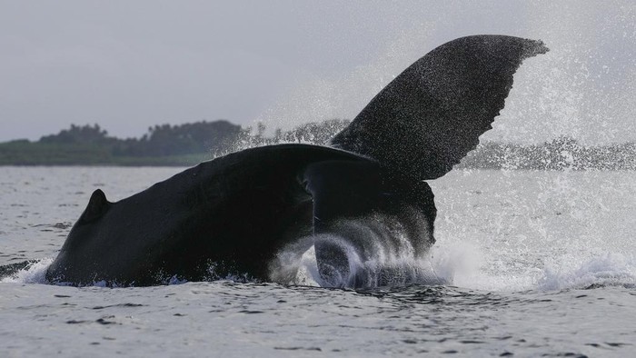 A humpback whale breaches off near Iguana Island,, Panama, Sunday, July 14, 2024. The whale-watching season has begun for the humpback whales to breed and have their babies. (AP Photo/Matias Delacroix)