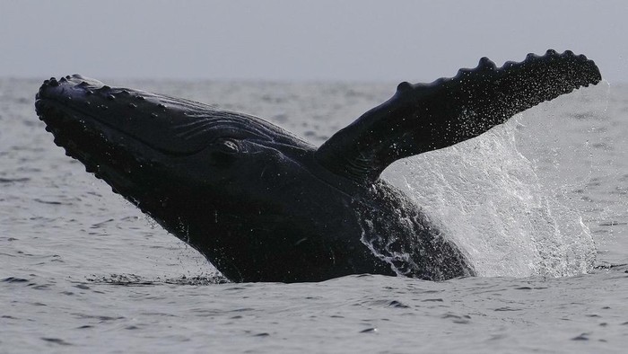 A humpback whale breaches off near Iguana Island,, Panama, Sunday, July 14, 2024. The whale-watching season has begun for the humpback whales to breed and have their babies. (AP Photo/Matias Delacroix)