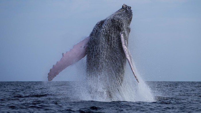 Migrasi Paus Bungkuk Jadi Daya Tarik Wisatawan Panama A humpback whale breaches off near Iguana Island,, Panama, Sunday, July 14, 2024. The whale-watching season has begun for the humpback whales to breed and have their babies. (AP Photo/Matias Delacroix)