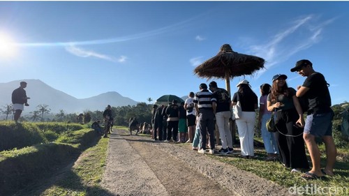 Nyarik Kopi di Jalan Subak Bangkyang Sidem, Desa Babahan, Kecamatan Penebel, Kabupaten Tabanan, Bali, Minggu (14/7/2024. (I Nyoman Adhisthaya Sawitra/detikBali)