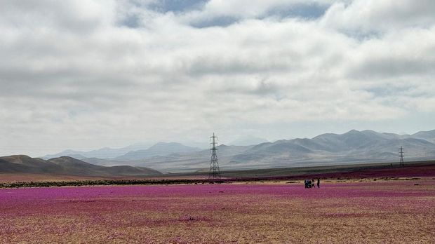 Pemandangan menunjukkan area mekarnya musim dingin yang tidak biasa di gurun Atacama sebelum fenomena musim semi yang dikenal sebagai 'Desierto Florido' (Gurun Mekar), yang mengisi gurun terkering di dunia dengan bunga dan tanaman, dekat Copiapo, wilayah Atacama, Chili, 6 Juli 2024. (REUTERS/Rodrigo Gutierrez)