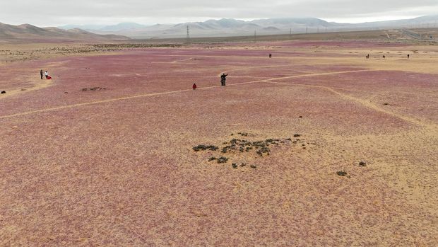 Pemandangan menunjukkan area mekarnya musim dingin yang tidak biasa di gurun Atacama sebelum fenomena musim semi yang dikenal sebagai 'Desierto Florido' (Gurun Mekar), yang mengisi gurun terkering di dunia dengan bunga dan tanaman, dekat Copiapo, wilayah Atacama, Chili, 6 Juli 2024. (REUTERS/Rodrigo Gutierrez)