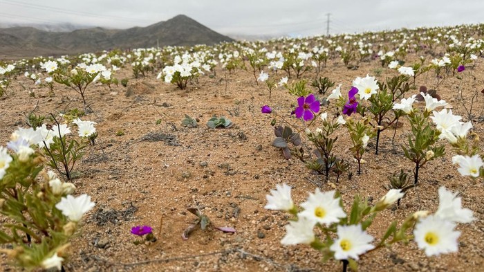A view shows the area of an unusual winter bloom on Atacama desert prior to the spring phenomenon known as  'Desierto Florido' (Bloomed desert), which fills the driest desert in the world with flowers and plants, near Copiapo, Atacama region, Chile, July 6, 2024. REUTERS/Rodrigo Gutierrez