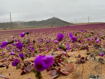 Penampakan Bunga Bermekaran di Gurun Paling Kering Dunia