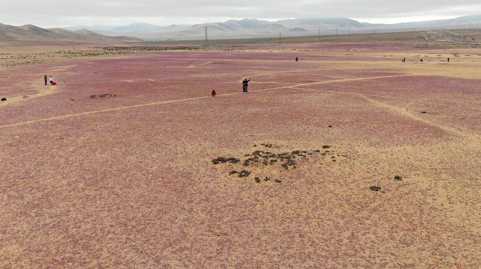 A view shows the area of an unusual winter bloom on Atacama desert prior to the spring phenomenon known as  'Desierto Florido' (Bloomed desert), which fills the driest desert in the world with flowers and plants, near Copiapo, Atacama region, Chile, July 6, 2024. REUTERS/Rodrigo Gutierrez