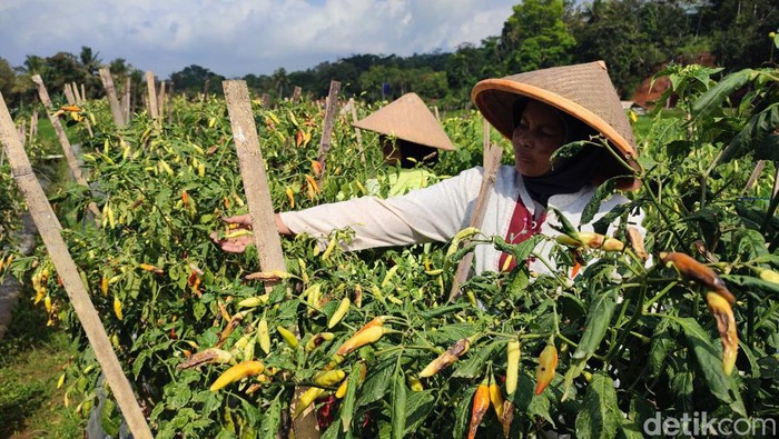 Petani cabai di Ciamis.