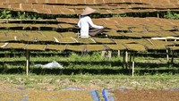 Tembakau khas Lombok tersebut dijual seharga Rp7 juta per kuintal. 