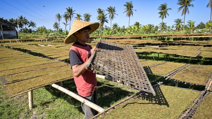 Tembakau Kasturi Khas Lombok Dijual Rp 7 Juta/Kuintal Pekerja menjemur tembakau jenis Kasturi yang sudah diiris di Desa Kerongkong, Kecamatan Suralaga, Selong, Lombok Timur, NTB, Senin (15/7/2024). Tembakau Kasturi khas Lombok tersebut selain dijual di Lombok Timur juga dipasarkan ke Kota Mataram dan Pulau Sumbawa seharga Rp7 juta per kuintal. ANTARA FOTO/Ahmad Subaidi/aww.